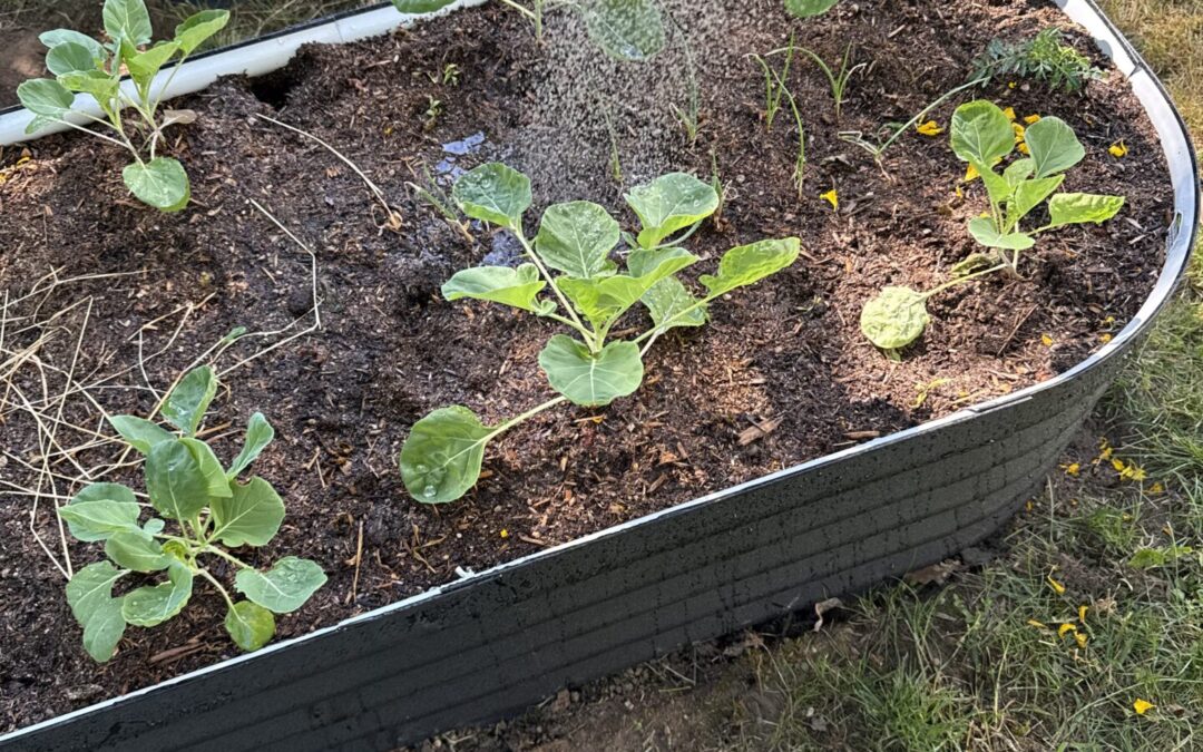 Squirrels, Financial Freedom, and $2,000 Lettuce
