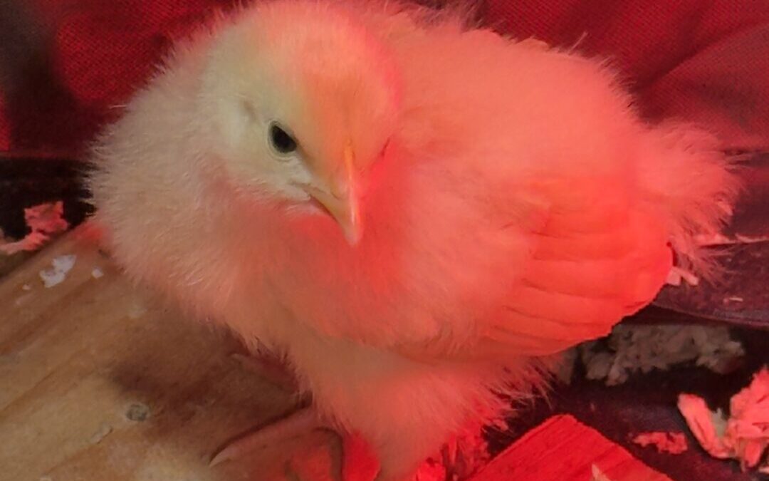 Chickens, Neighbors, and Steel Plates