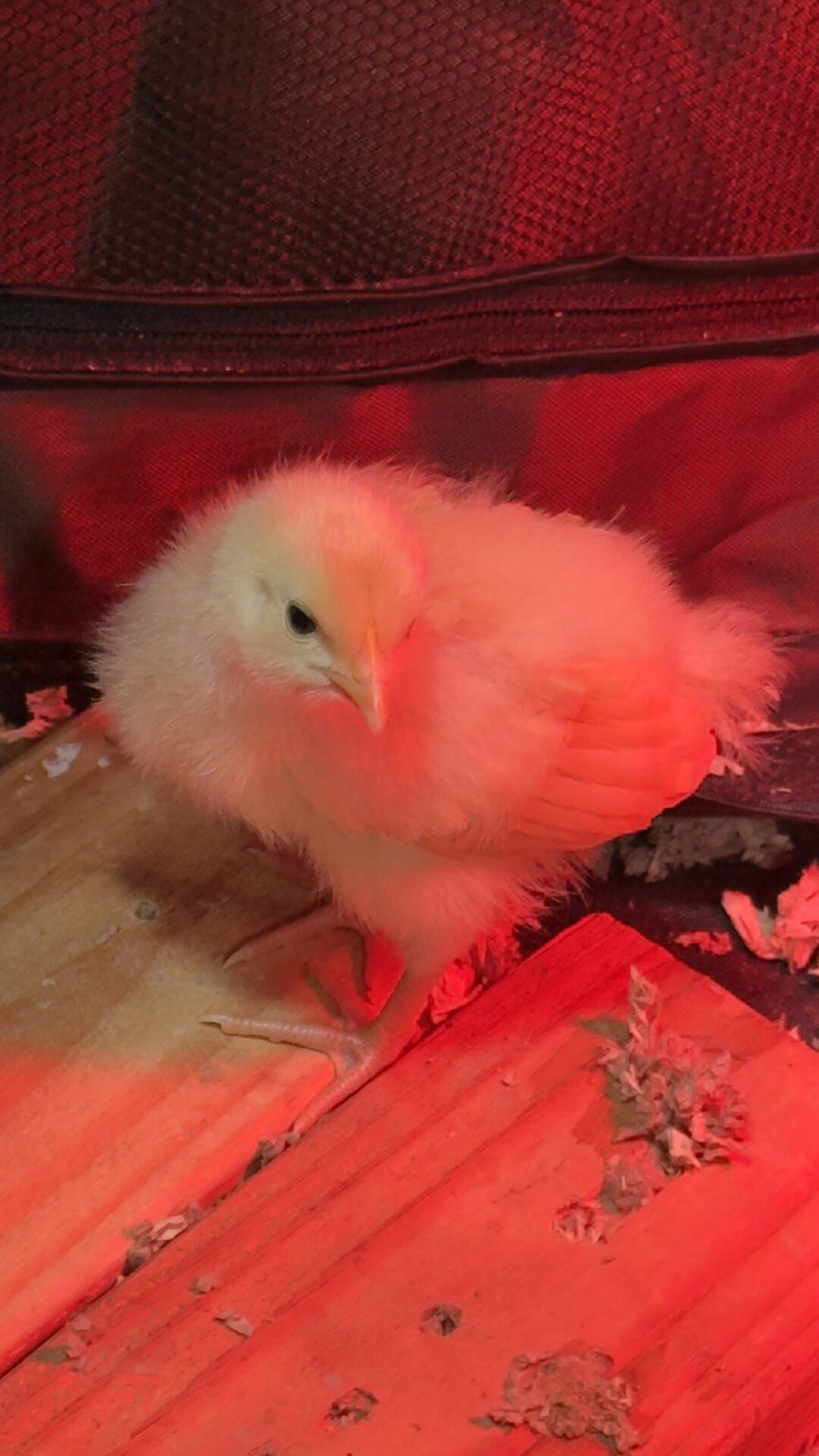 Chickens, Neighbors, and Steel Plates