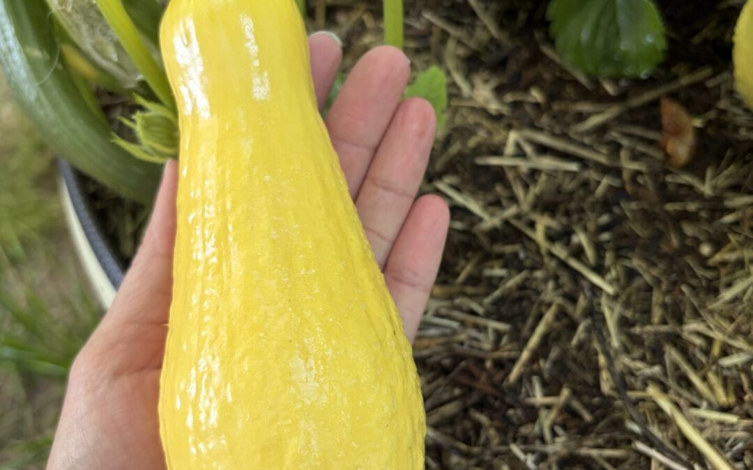 Gardening Gone Wrong, Marriage Talks & the World’s Smelliest Fly Trap | Ep. 36 